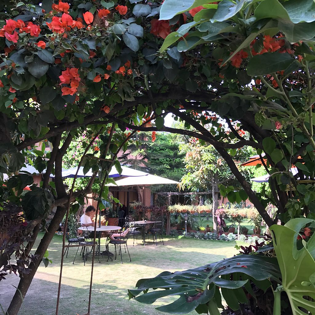 The café tables seen through an arch of bougainvillea in flower